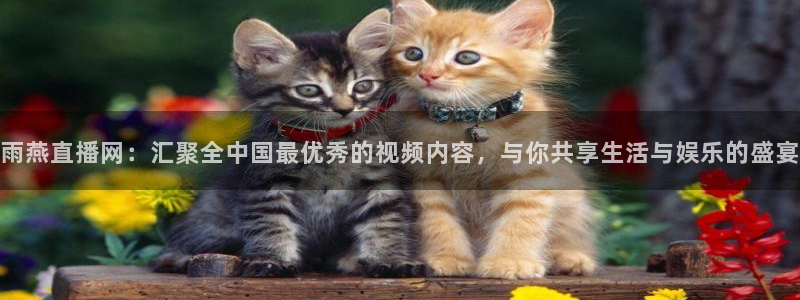 蓝鲸nba直播：雨燕直播网：汇聚全中国最优秀的视频内容，与你共享生活与娱乐的盛宴